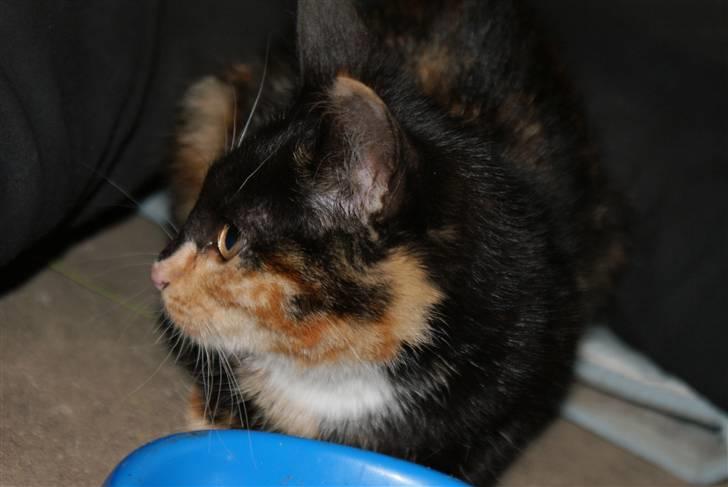 Blanding af racer Prinsesse Nala <3 billede 6