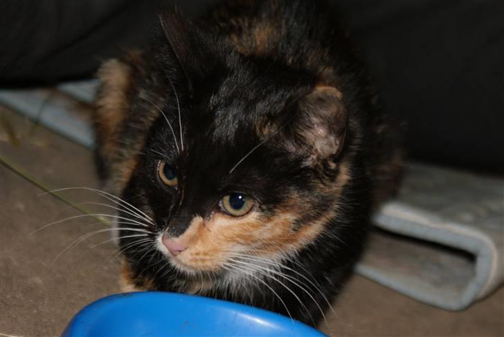 Blanding af racer Prinsesse Nala <3 billede 7