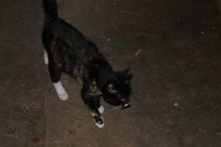 Blanding af racer Prinsesse Nala <3 billede 8