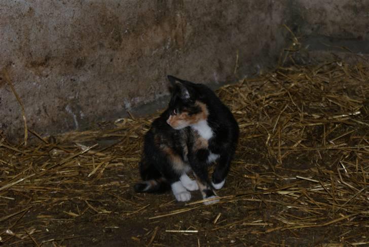 Blanding af racer Prinsesse Nala <3 billede 9