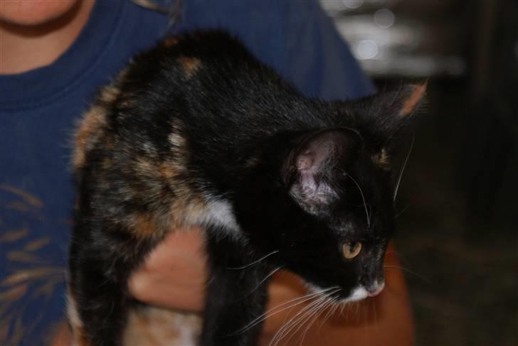 Blanding af racer Prinsesse Nala <3 billede 10