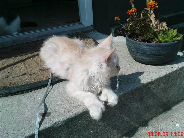 Blanding af racer Bella (P)  - Holder øje med vejen, mens man nyder solen (:  billede 4