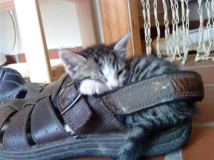 Huskat Lillemis savner dig ;,,( - putter i min fars ene sandal billede 11