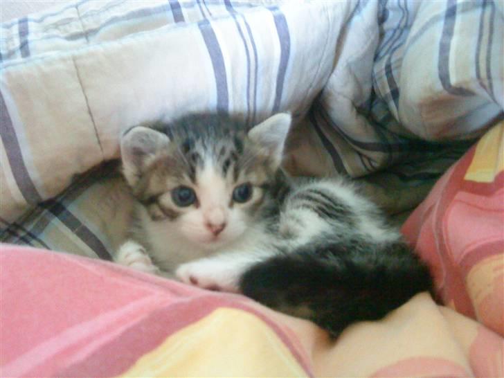 Huskat Lillemis savner dig ;,,( - <3<33<3<3<3<3<33<3<3<33<3<33<3<3<33<3<33<33 ever billede 12