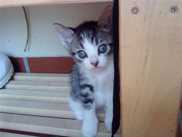 Huskat Lillemis savner dig ;,,( - hehe dau alle samen billede 13