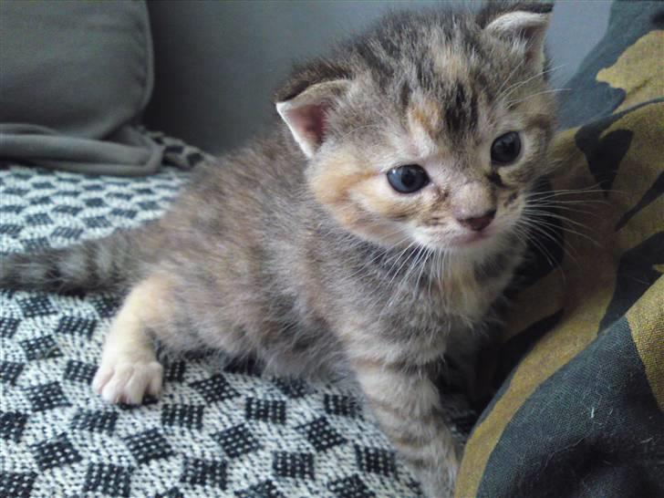 Blanding af racer Mobi *har fået nyt hjem* - Jackson pigen, Mo´s killing.. billede 14