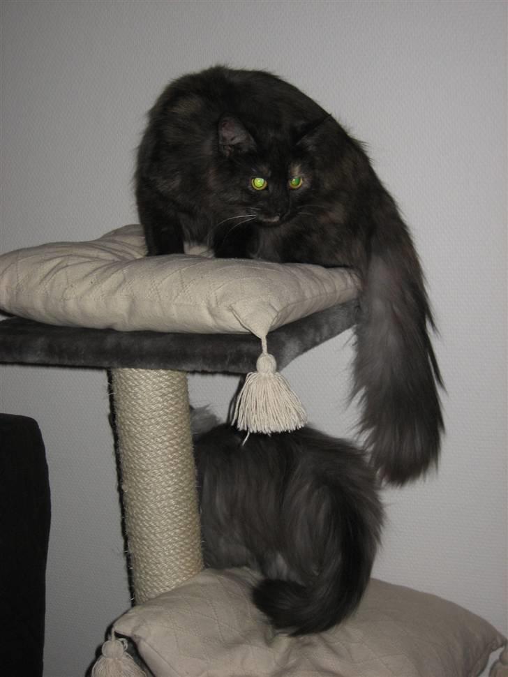 Maine Coon Freja "SOLGT" billede 1