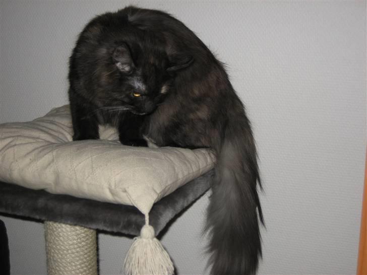 Maine Coon Freja "SOLGT" billede 2