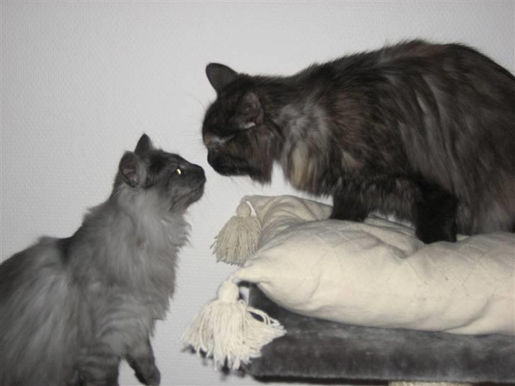 Maine Coon Freja "SOLGT" billede 3