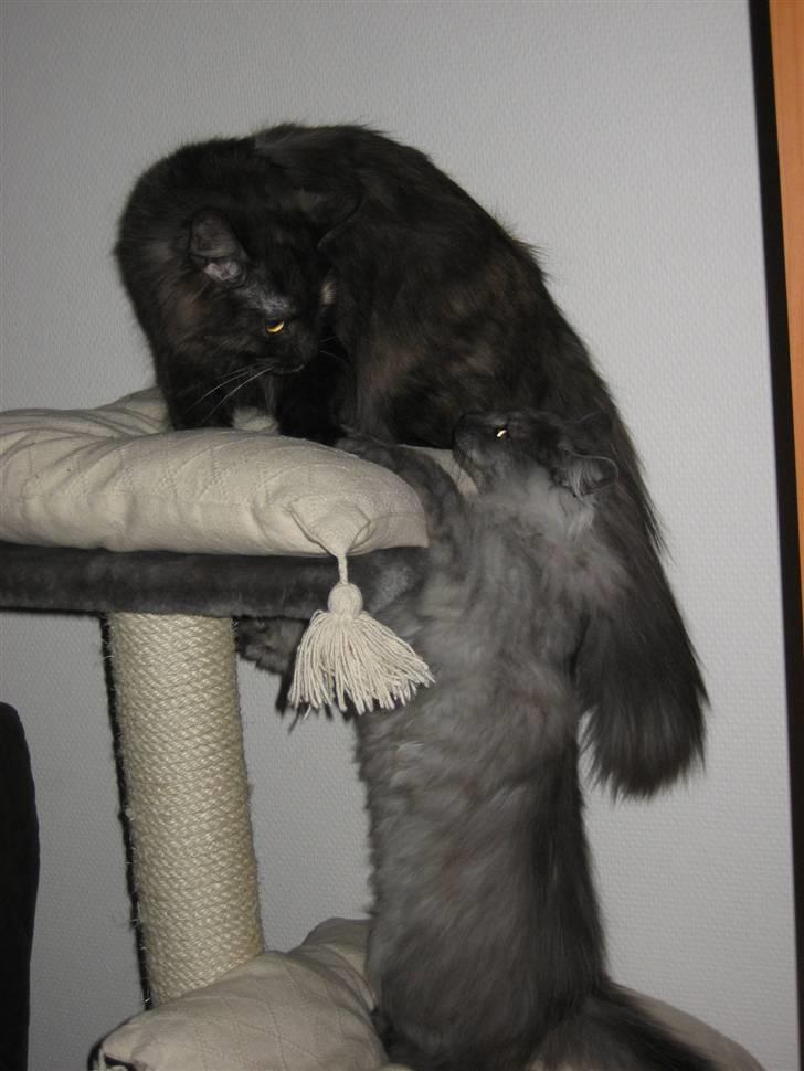 Maine Coon Freja "SOLGT" billede 4