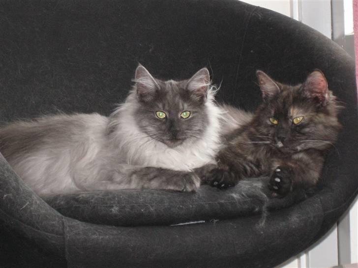 Maine Coon Freja "SOLGT" billede 5