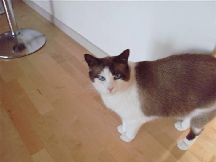 Ragdoll Spir billede 1