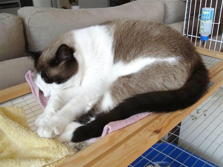 Ragdoll Spir billede 2