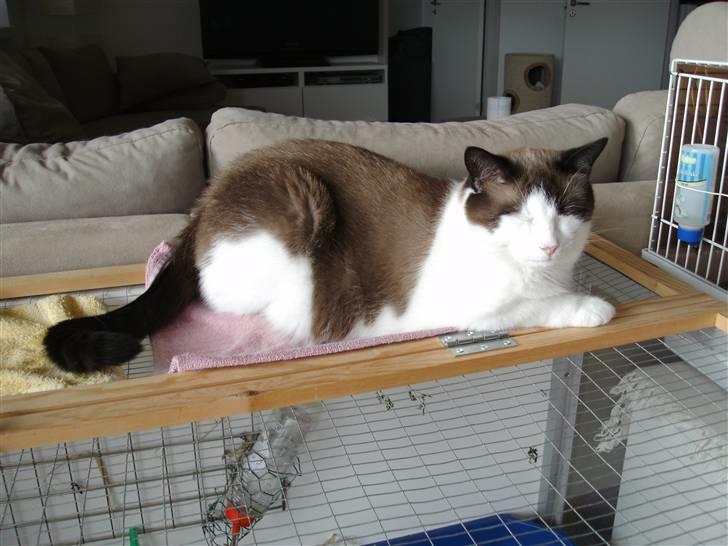 Ragdoll Spir billede 3