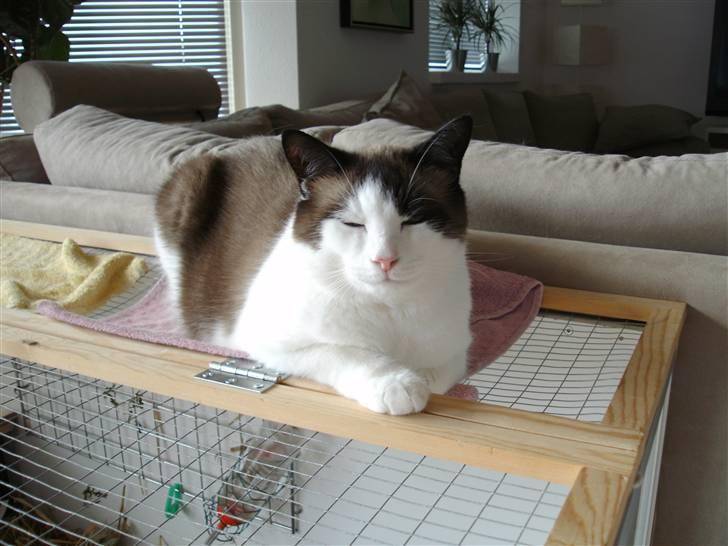 Ragdoll Spir billede 4