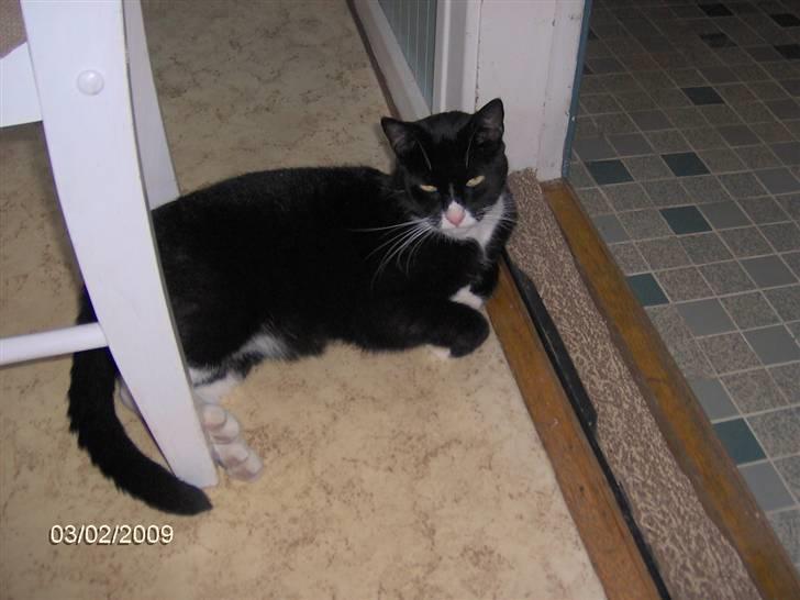 Blanding af racer Royal billede 3