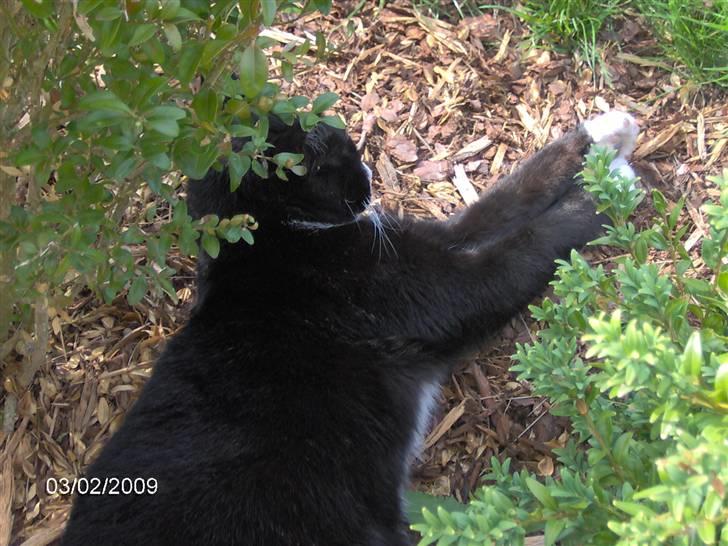 Blanding af racer Royal billede 4