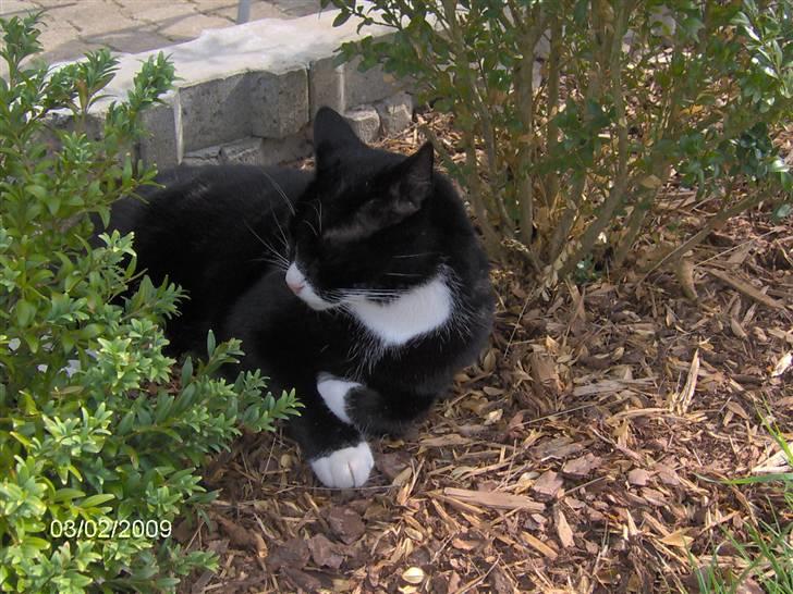 Blanding af racer Royal billede 6