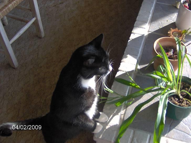 Blanding af racer Royal billede 7