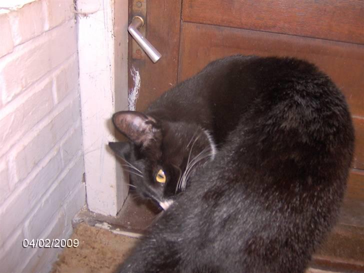 Blanding af racer Royal billede 8