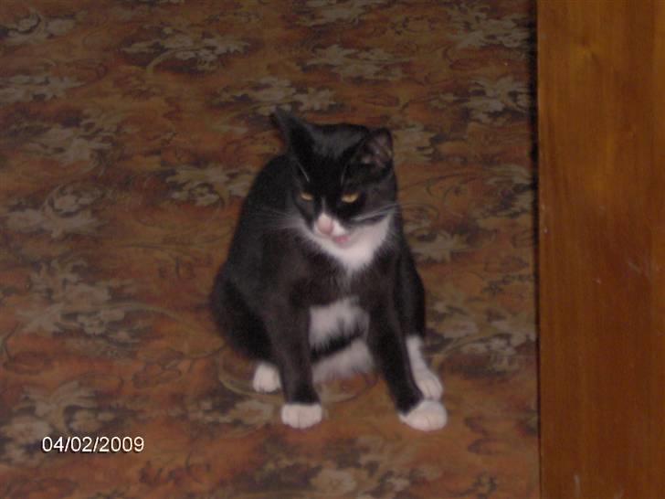 Blanding af racer Royal billede 9