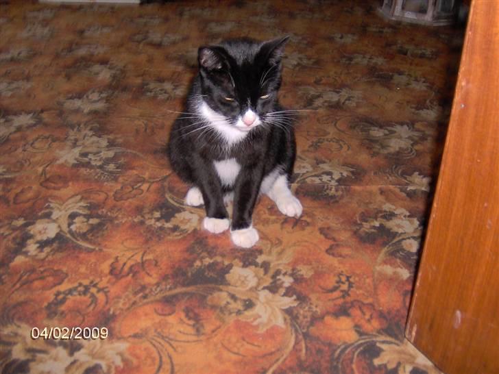 Blanding af racer Royal billede 10