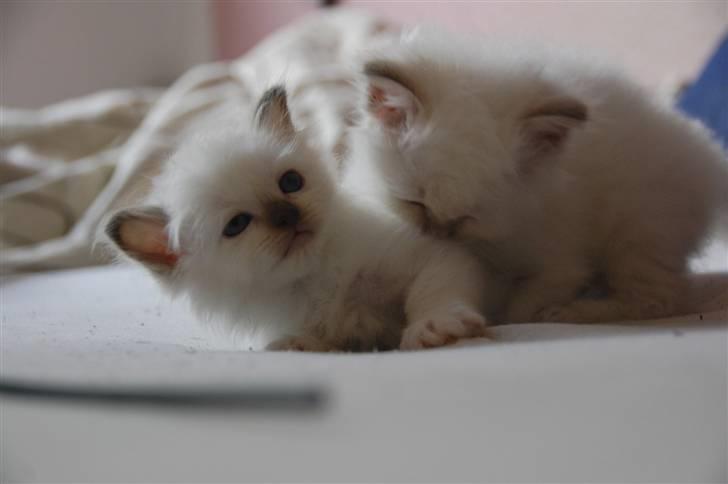 Hellig Birma DK Misling's Coco Chanel billede 7