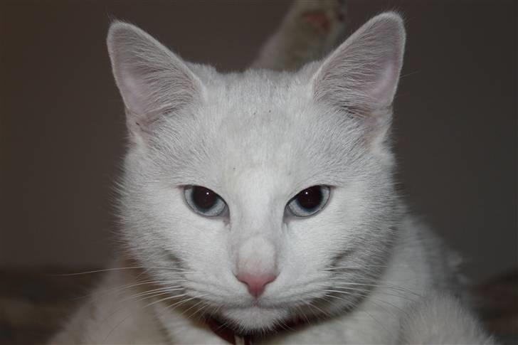 Blanding af racer Miss Minë (Kat) - "Velkommen til min profil. Jeg er Kat!" X3 billede 1