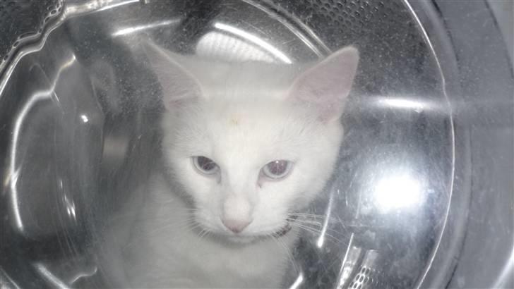 Blanding af racer Miss Minë (Kat) - "RUMKATTEN!!!!" *hun sidder i vaskemaskinen -.-´ billede 2