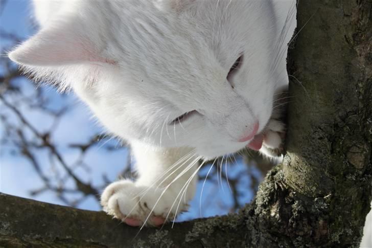 Blanding af racer Miss Minë (Kat) - "Poterne skal da også være rene, når man klatrer i træer, ikke?" billede 3