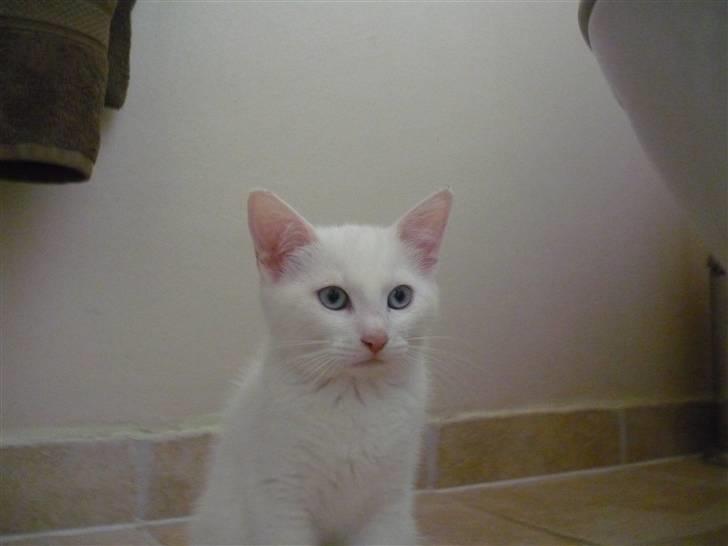 Blanding af racer Miss Minë (Kat) - "Første dag i mit nye hjem..." billede 4