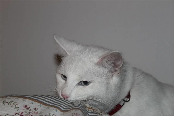 Blanding af racer Miss Minë (Kat) - Naaaarj, du må sq da ikke bide i tæppet! XD billede 5