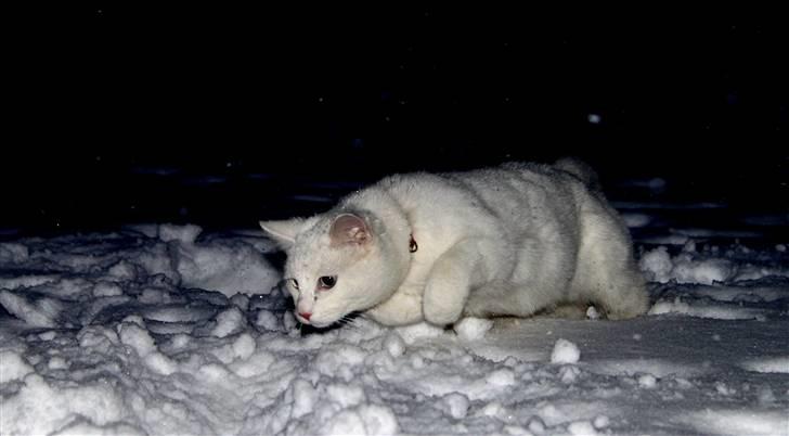 Blanding af racer Miss Minë (Kat) - "PAS PÅ! For her kommer jeg, Sne-leo-katten, Minë!" >:3 billede 6