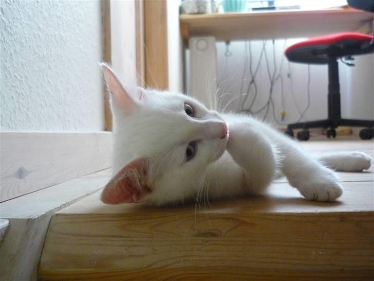 Blanding af racer Miss Minë (Kat) - "Må jeg spørge dig om noget...?" billede 7