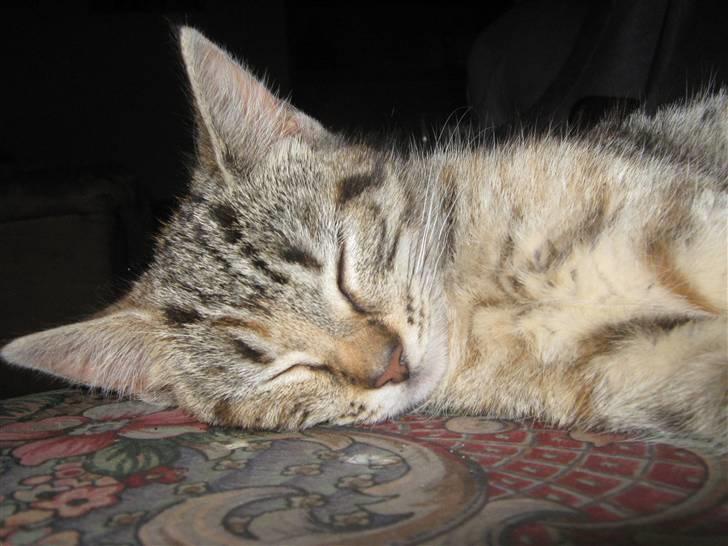 Blanding af racer Tigerlilje billede 1