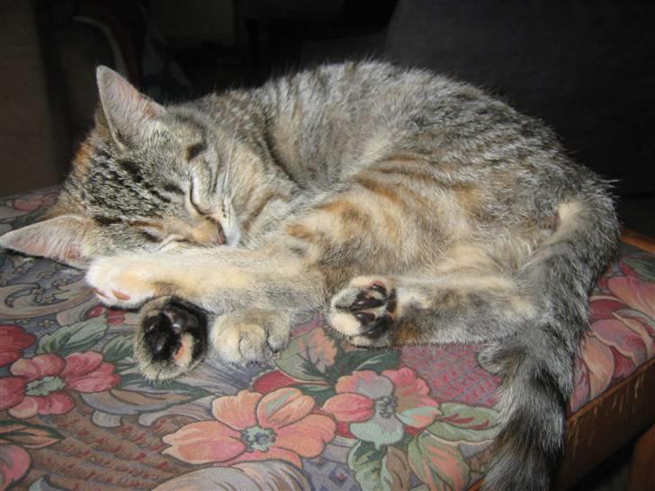 Blanding af racer Tigerlilje billede 2