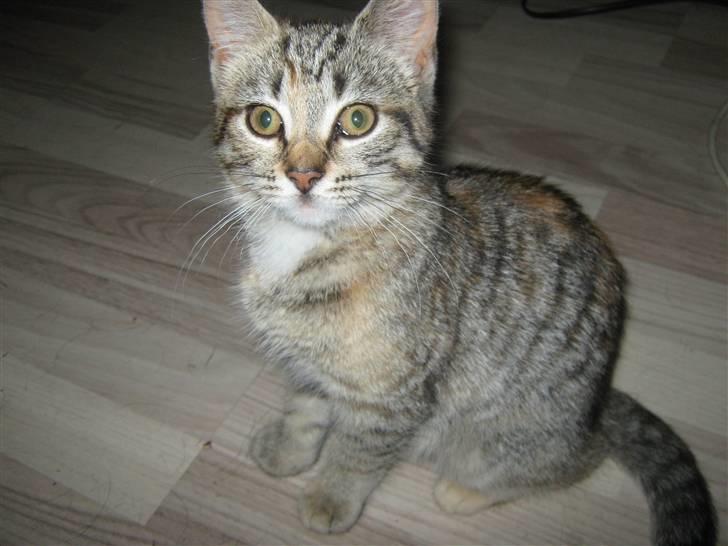 Blanding af racer Tigerlilje billede 3