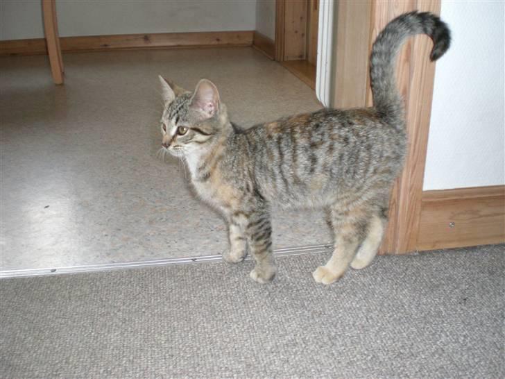 Blanding af racer Tigerlilje billede 4