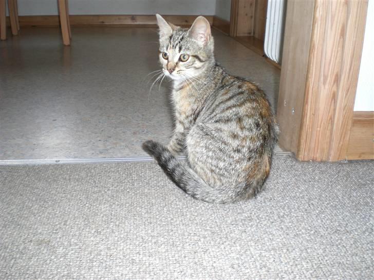 Blanding af racer Tigerlilje billede 5