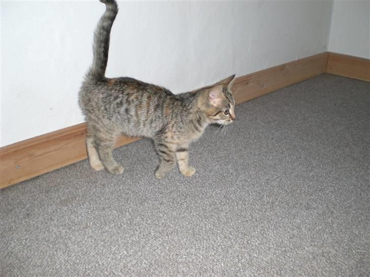 Blanding af racer Tigerlilje billede 6