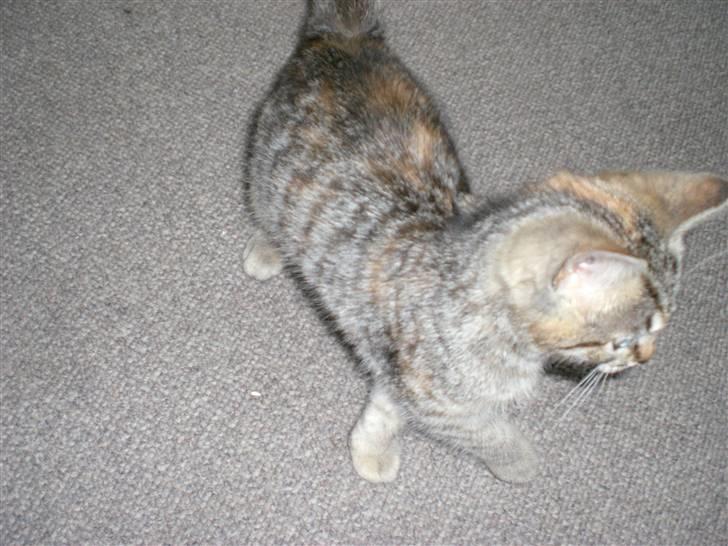 Blanding af racer Tigerlilje billede 7