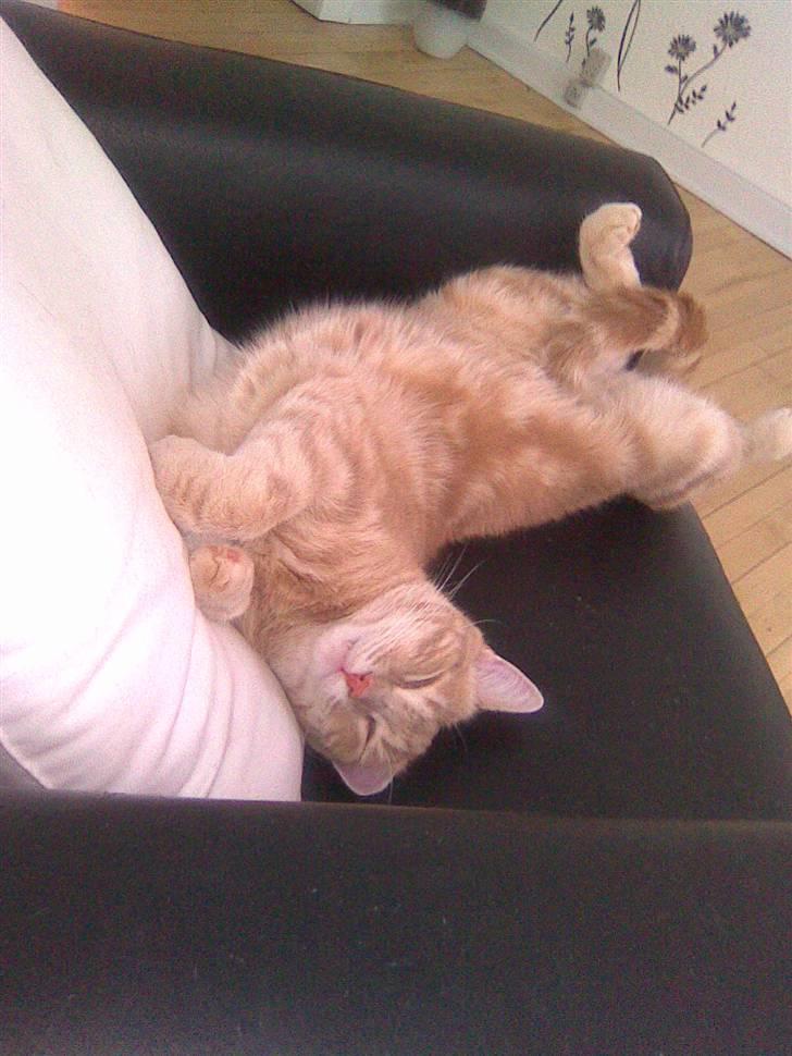 Huskat Fister billede 1