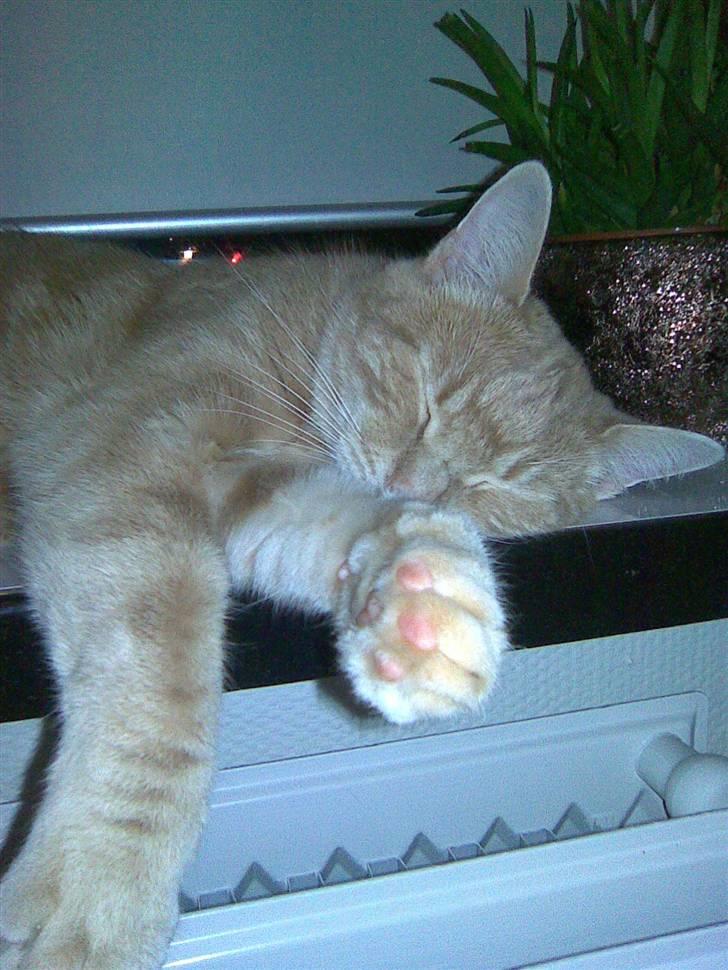 Huskat Fister billede 2