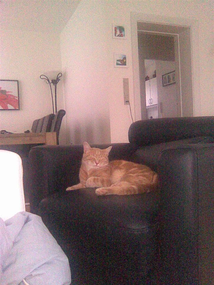 Huskat Fister billede 3