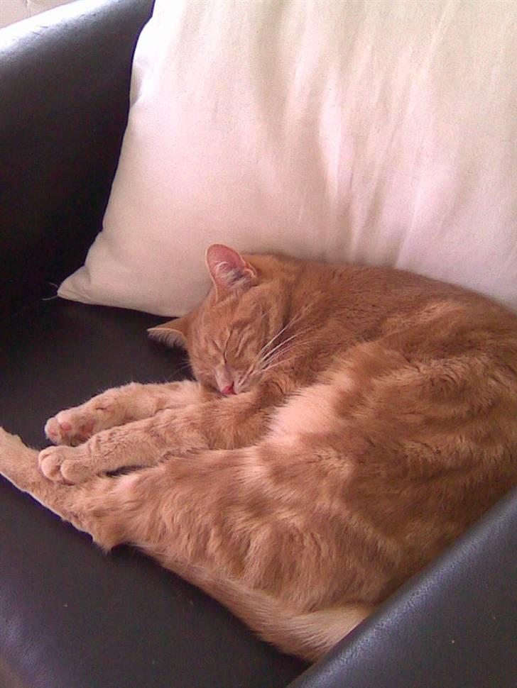 Huskat Fister billede 4