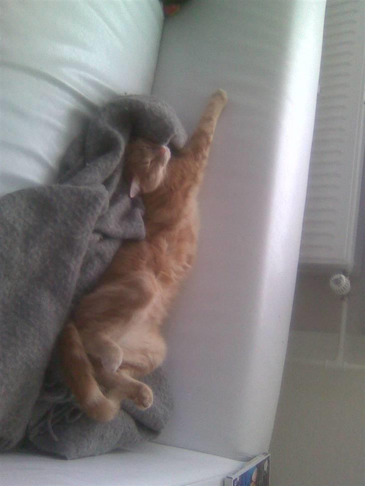 Huskat Fister billede 5