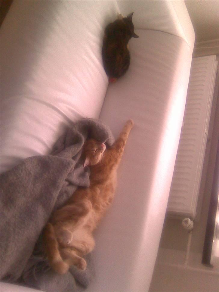 Huskat Fister billede 6