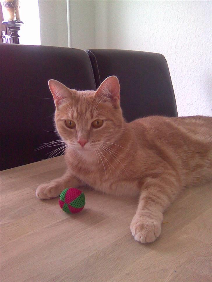 Huskat Fister billede 7