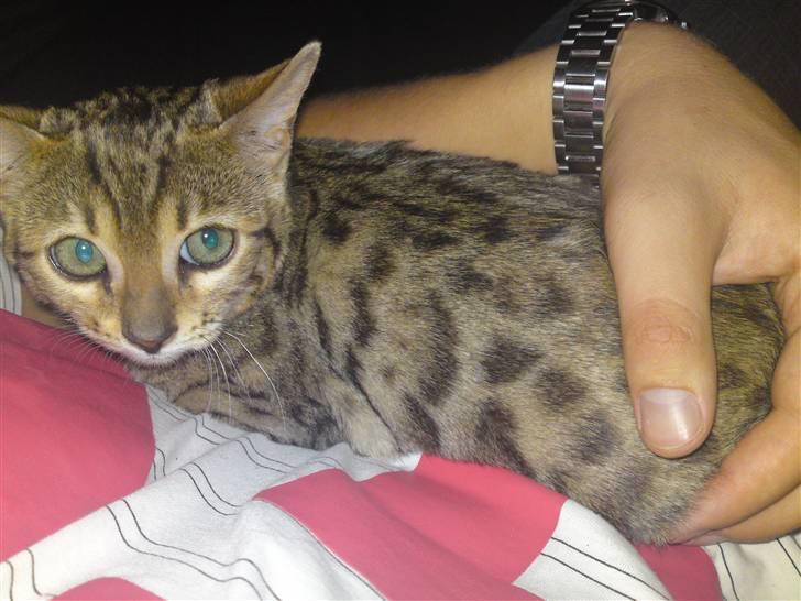 Bengal Asia billede 1