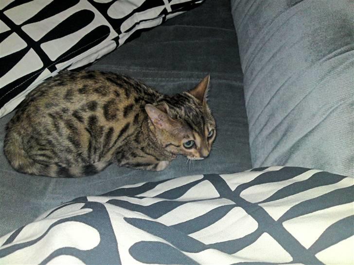 Bengal Asia billede 2